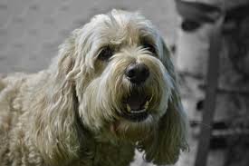 Check out our long hair terrier selection for the very best in unique or custom, handmade pieces from our shops. Wallpaper Cute Hot Longhair Whitehair Vertebrate Dog Like Mammal Carnivoran Canine Dog Crossbreeds Dog Breed Cavachon Goldendoodle Cavapoo Havanese Glen Of Imaal Terrier Schnoodle Miniature Poodle Cockapoo Dandie Dinmont Terrier L