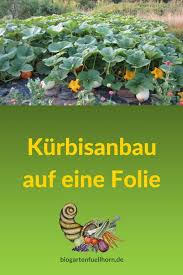 Kurbisanbau Auf Einer Folie Kurbis Anbau Kurbis Pflanzen Und Kurbis Anpflanzen
