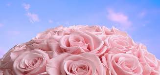 Maybe you would like to learn more about one of these? Rose Color Meanings What Does Each Color Of Roses Symbolize