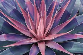 However, very hot climates such as those of the desert are an exception. Lotus Cactus Plant Stock Photos And Images 123rf