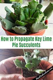 As long as it's about succulents you may post it here! How To Propagate Key Lime Pie Succulents Aka Crinkle Leaf Succulents Succulents Key Lime Planting Succulents