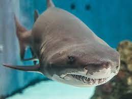 The Loveable Giant of Shark Lagoon | Aquarium Blog | Aquarium of the Pacific