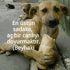 Su Zenginer Adli Kullanicinin Hayvanlar Ve Doga Panosundaki Pin Ilham Veren Sozler Resimli Alintilar Ozlu Sozler