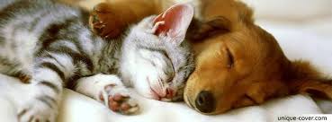 Very Cute Dog And Cats Photos Home Facebook Looking for the best cute dog wallpapers? very cute dog and cats photos home