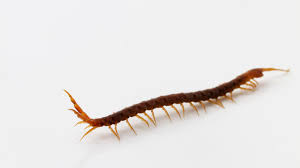 Ich hatte in den letzten 3 wochen auch 4 solcher viehcher in der wohnung. Giftiger Hundertfusser Verbreitet Angst Schrecken