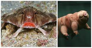 There is so much life below the ocean surface. 34 Beautiful And Rare Sea Animals That Are Out Of This World Littlethings Com