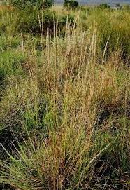 Image result for Trachypogon chevalieri