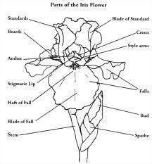 Diagram Of An Iris Google Images Iris Flowers Iris Drawing Iris