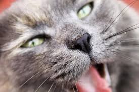 Home Remedies For A Cat Cold Cat Cold Animal Books Cats