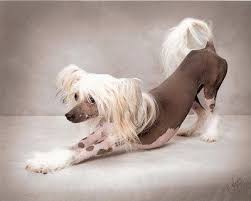 pin on dogs