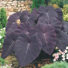 I then placed in the pond. Black Magic Elephant Ears Brecks Com