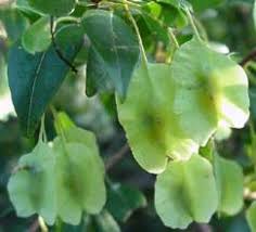 Image result for Hymenocardia ulmoides