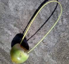 images?q=tbn:ANd9GcTV7NoLvzjdvKQrqWjEGcx