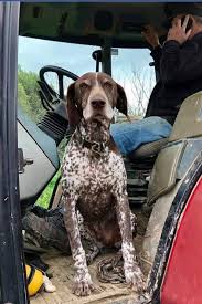Jun 30, 2021 · german wirehaired pointer puppies. Nz German Shorthaired Pointer Rescue Charitable Trust Also Gsp Rescue Home Facebook