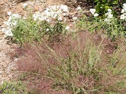 Image result for Eragrostis macrochlamys
