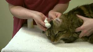To let vaseline go to work for you, clean any debris out of your kitty's ears and then apply a small amount. How To Apply Ear Drops And Clean Your Cat S Ears Youtube