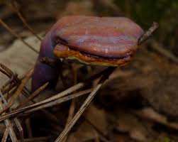 Image result for Ganoderma curtisii