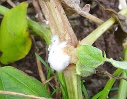 Fuzzy white mold on seedlings is a visual warning that your plants are in danger. How To Kill White Fuzzy Mold On Seedlings Dummer Garden Manage Gfinger Es La App De Jardineria Mas Profesional