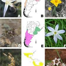 Image result for Digitaria pseudodiagonalis