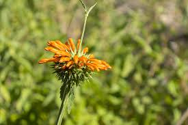 Image result for Leonotis nepetifolia