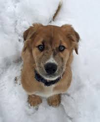 Maybe you would like to learn more about one of these? Henry The Mixed Breed Golden Retriever Labrador Australian Shepherd Mixed Breed Dogs
