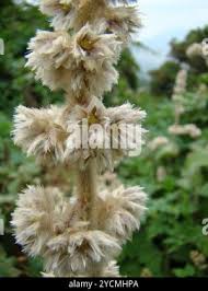 Image result for Cyathula polycephala