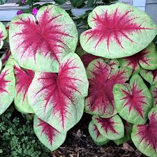 Image result for Caladium