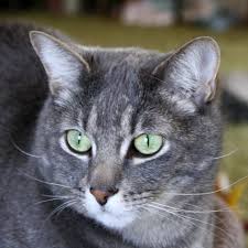 Cat with green eyes outdoor. Grey Cat With Green Eyes Kitten Novocom Top