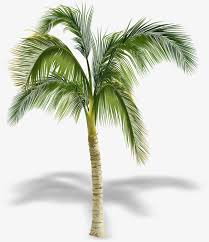 Pngtree provides millions of free png, vectors, clipart images and psd graphic resources for designers.| Pretty Coconut Tree Shadow Coconut Clipart Tree Clipart Beautiful Coconut Trees Png And Vector With Transparent Background For Free Download Palm Tree Vector Coconut Tree Drawing Tree Photoshop