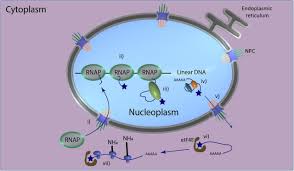 Check spelling or type a new query. Evidence Supporting A Viral Origin Of The Eukaryotic Nucleus Biorxiv