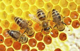 كم تنتج خلية النحل من العسل في السنة وما هي شروط تربية النحل صناع المال