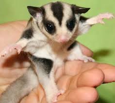 Georgiasugargliders Dimagio Sugar Glider For Sale Sugar Glider Sugar Glider Baby