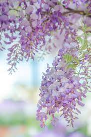 Wisteria Wisteria Tree Wisteria Flowers Nature