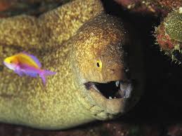 Dangerous And Deadly Sea Creature Photos National Geographic Sea Creatures Creatures Underwater Creatures