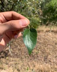 Image result for Grewia trichocarpa