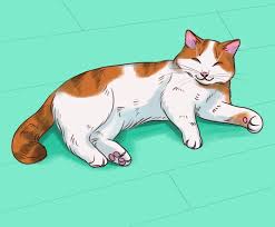 Cats are fun creature that you will often see them sleeping in weird positions and places. What A Sleeping Position Can Reveal About Your Cat