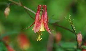 Pin On Native Virginia Planting Options