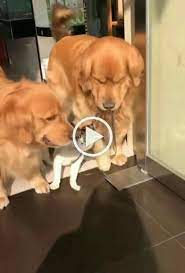 Funny Pets Video Cat And Dog Videos Cute Cats Dogs Golden Retriever
