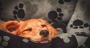 Dogs Should They Sleep With You At Night
