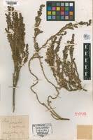 Image result for Suaeda articulata