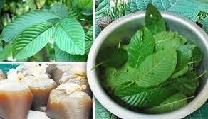 Daun ubi jalar berkhasiat untuk membantu mengontrol kadar gula darah. Anim Agro Technology Air Ketum Kehebatan Diviralkan
