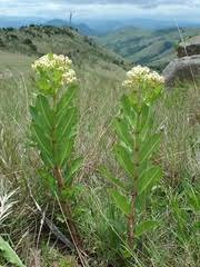 Image result for Pachycarpus lineolatus