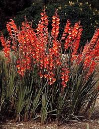 Image result for Gladiolus dalenii