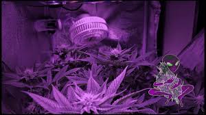 Check spelling or type a new query. Viparspectra Led Grow Light Review Update By Marijuanamotivated Tv