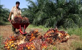 Nah, untuk itu kamu juga mesti paham mengenai khasiat pinang. Harga Tandan Buah Segar Naik Rp22 39 Per Kilogram Berita Website Resmi Pemerintah Provinsi Riau