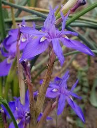 Image result for Moraea schimperi