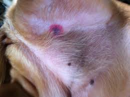 Ticks A Far From Tick Ling Experience Modern Dog Magazine