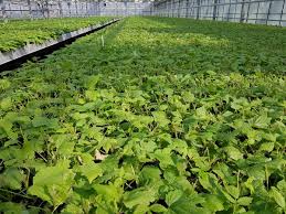 Was sie beim schneiden der himbeeren unbedingt beachten müssen, um ihre ernte nicht zu foto: Das Richtige Vorgehen Beim Himbeeren Schneiden Die Produktion Von Himbeer Containerpflanzen