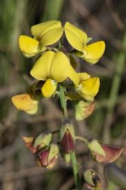 Image result for Crotalaria reptans