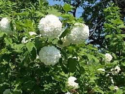 Das erste mal sollen sie ihren schneeballstrauch beschneiden wenn er etwa vier jahre alt und kraumlftig gewachsen ist. Schneeball Schneeballstrauch Viburnum Opulus Roseum Schneeball Schneiden Schneeball Hat Lause Garte Gewohnlicher Schneeball Schneeball Pflanze Straucher
